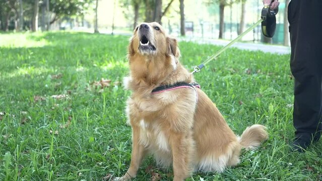 Man walks golden retriever in park, dog sits in grass barking