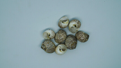 Nautica Tigrina Shells (tiger moon) are carnivorous, spending most of their lives digging thru...