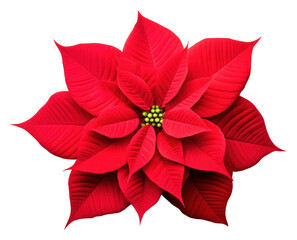 PNG Poinsettia flower petal plant. AI generated Image by rawpixel. - obrazy, fototapety, plakaty