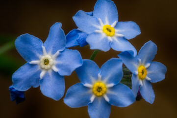 Forget-me-nots flowers on a dark background.