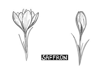 Hand drawn sketch black and white illustration of saffron flowers, crocus, leaf. Vector illustration. Elements in graphic style label, sticker, menu, package. Engraved style illustration.