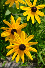 ルドベキア・ヒルタ