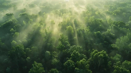 Muurstickers Aerial view of a misty forest at dawn, showcasing the interplay of light and shadow among the treetops © Saranpong