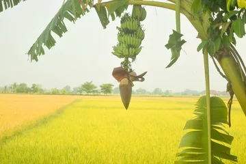 Photo sur Plexiglas Jaune banana blossoms