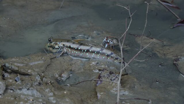 Mudskipper fish, Amphibious fish, Fish on mud at low tide in mangro