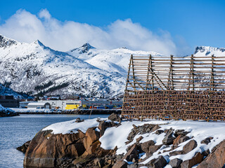 Traditional racks for the drying of cod in Lofoten, Norway