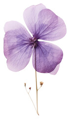 PNG Real Pressed a single purple hydrangea flower blossom petal
