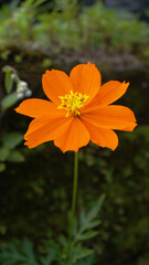 orange sulfur cosmos with blurry green leaves background