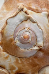 Poster Conch Shell Close up focused on the spiral detail © RippergerPhotography