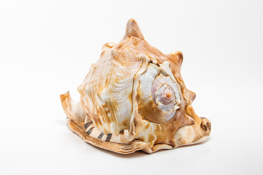 Conch Sea Shell isolated white background