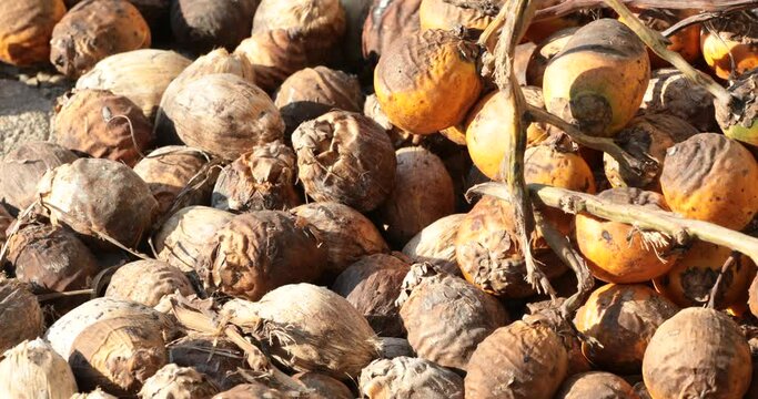 Dried process of betel nut,Drying Areca Nut background