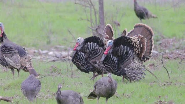 a tracking shot of three male wild turkeys, with feather raised, and a flock of hens on a hillside at springfield in california, usa