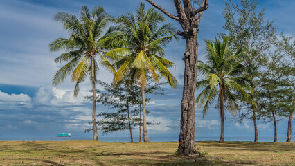 Sprawling palm trees, coniferous plants grow on the ocean shore on a green lawn. Crowns and trunks...