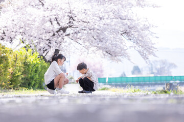 桜の木の下で遊ぶ子ども　Children playing under the cherry tree