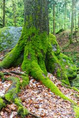 beech tree near river ysper in the valley ypsertal in the lower austrian region waldviertel