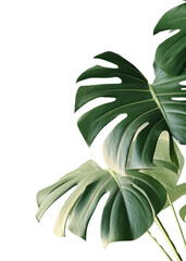 PNG A green wall with monstera leaves and shadows nature plant leaf. 