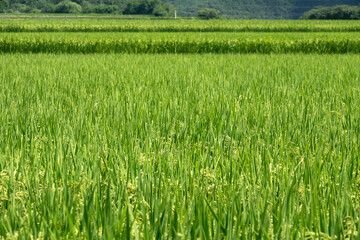 View of the rice field