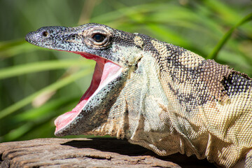 The lace monitor, also known as the tree goanna, is a member of the monitor lizard family native to eastern Australia. A large lizard, it can reach 2 metres in total length and 14 kilograms in weight.