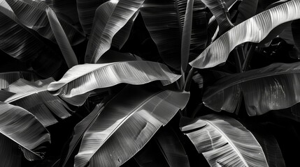   A black-and-white image of a plant against a backdrop of leafy vegetation and a stark black-and-white background