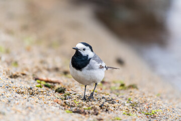 Wagtail sits on the ground with a beautiful blurred background.