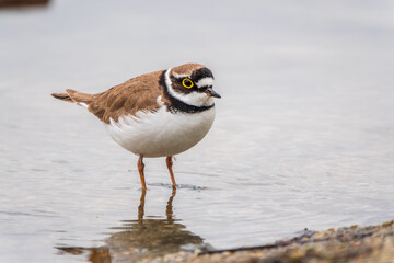 Little ringed plover (Charadrius dubius), bird standing on the lake shore