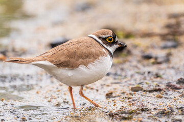 Little ringed plover (Charadrius dubius), bird standing on the lake shore