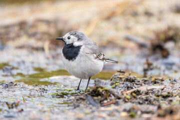 Wagtail sits on the ground with a beautiful blurred background.