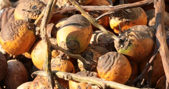 Dried betel nut in sunny condition ,Drying Areca Nut background