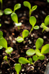 young plants in the soil