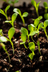 young plants in the soil