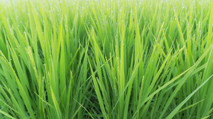 ぼかした若いイネ（Oryza sativa）の葉に水滴が光るグラフィック素材