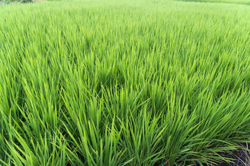 イネ（Oryza sativa）の葉が青々とした夏の水田