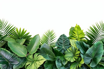 Tropical leaves foliage plant bush floral arrangement nature backdrop isolated on white background, clipping path included. . photo on white isolated background