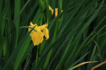 水辺に生える開花した黄色いキショウブの花