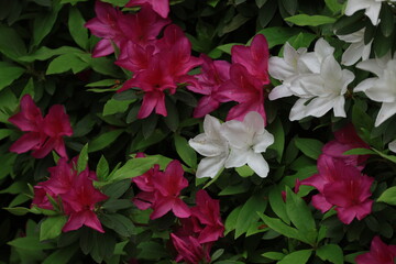 開花した沢山のヒドラツツジの花