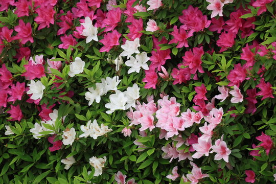 開花した沢山のヒドラツツジの花