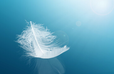 The Sunlight Shines on The feather. Single White Feather with Refection on Floor. Beautiful Feather...