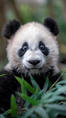 Close-up Portrait of a Curious and Intelligent Panda Bear