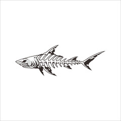 Shark anatomy vector on white background  - obrazy, fototapety, plakaty