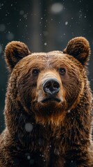 Close Up Portrait of a Bear