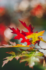 Autumn yellow leaf closeup. Bright orange tree change. Golden color in park.