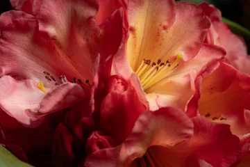 Papier peint adhésif Azalée rhododendron flower