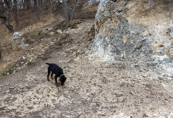 dog walking in nature in early spring during the awakening of nature