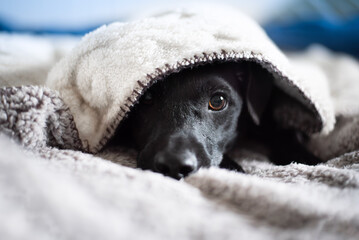Portrait of a black terrier lying under the bed linen. - Powered by Adobe