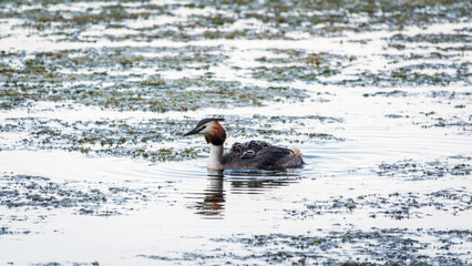 The water bird Great crested Grebe, Podiceps cristatus, swimming in the lake, and its cute babies riding on its back