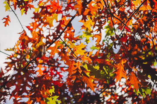 Autumn yellow leaf closeup. Bright orange tree change. Golden color in park.