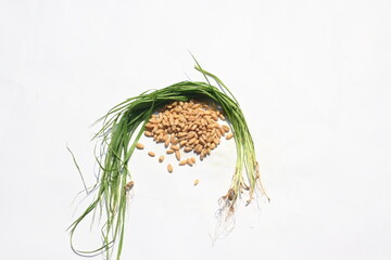 Wheatgrass on white background. This is wheatgrass from which juice is prepared. This juice is good for health. Green leaves of young wheat grass.
