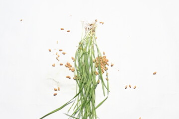Wheatgrass on white background. This is wheatgrass from which juice is prepared. This juice is good...