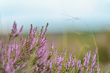 Lüneburger Heide - lila Blüte des Heidekraut (Erica) zur Heideblüte, Heideblütenzeit im Sommer...