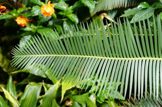 Beautiful and unique green leaves of Dioon edule